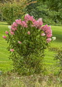 10th Sep 2024 - Spotted this lovely hydrangea while out today