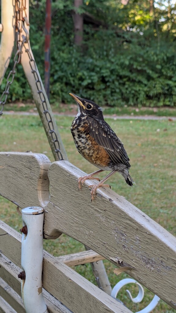 Baby Robin by julie