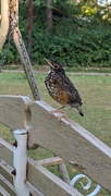 10th Sep 2024 - Baby Robin