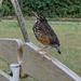 Baby Robin by julie