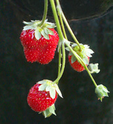 10th Sep 2024 - Still Getting Strawberries