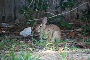 10th Sep 2024 - Assistant lawn mower