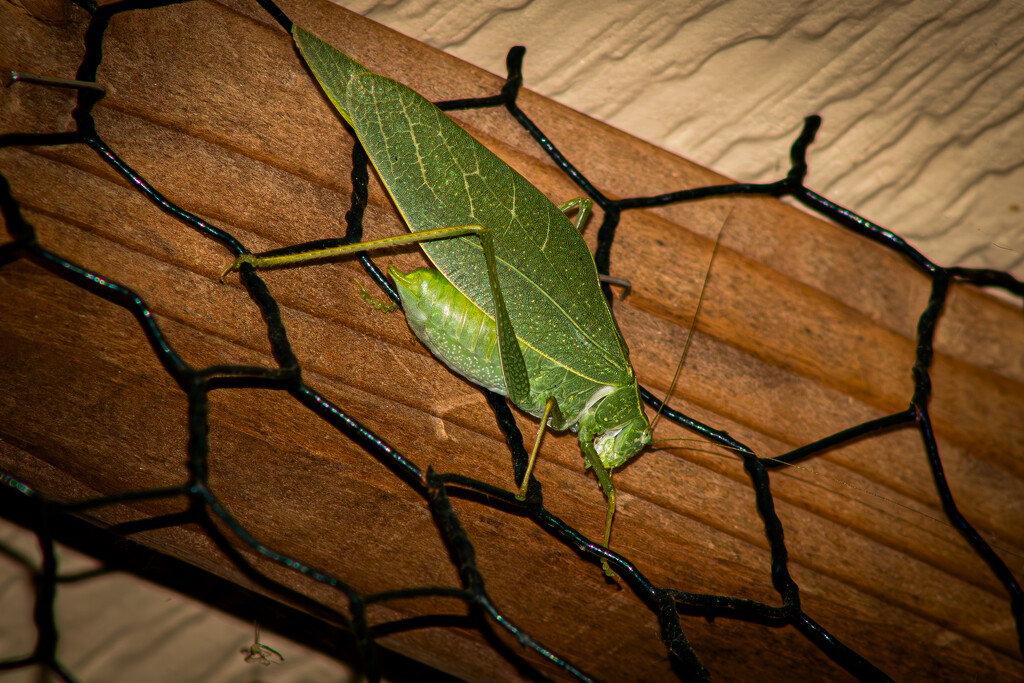 Leaf-Mimic Katydid on the Fence by veronicalevchenko