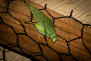 2nd Sep 2024 - Leaf-Mimic Katydid on the Fence