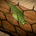 Leaf-Mimic Katydid on the Fence by veronicalevchenko