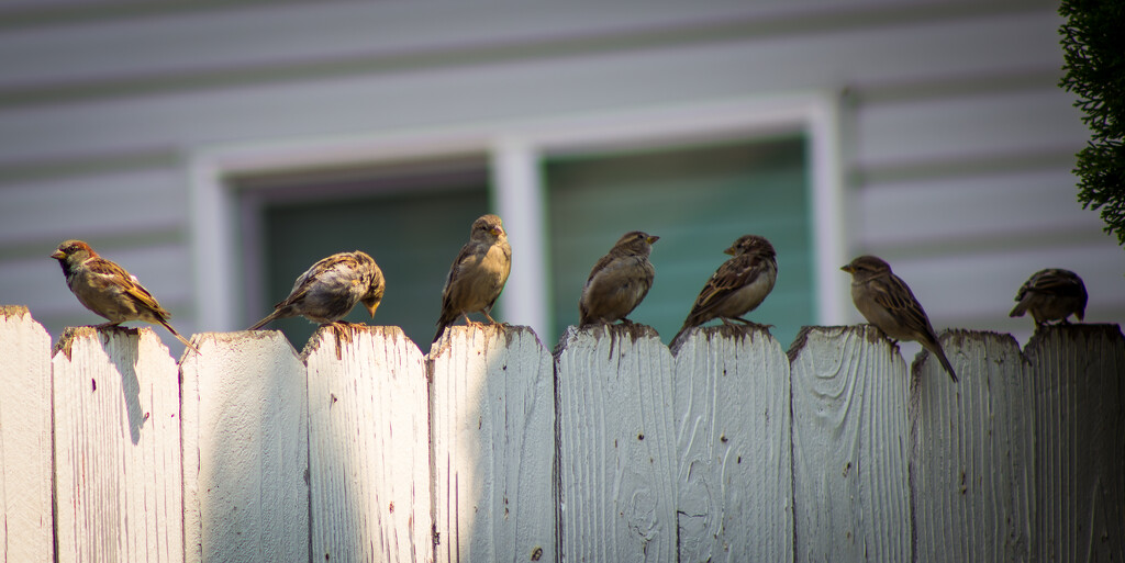 Sparrow Committee Meeting on the Fence by veronicalevchenko