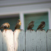 Sparrow Committee Meeting on the Fence by veronicalevchenko