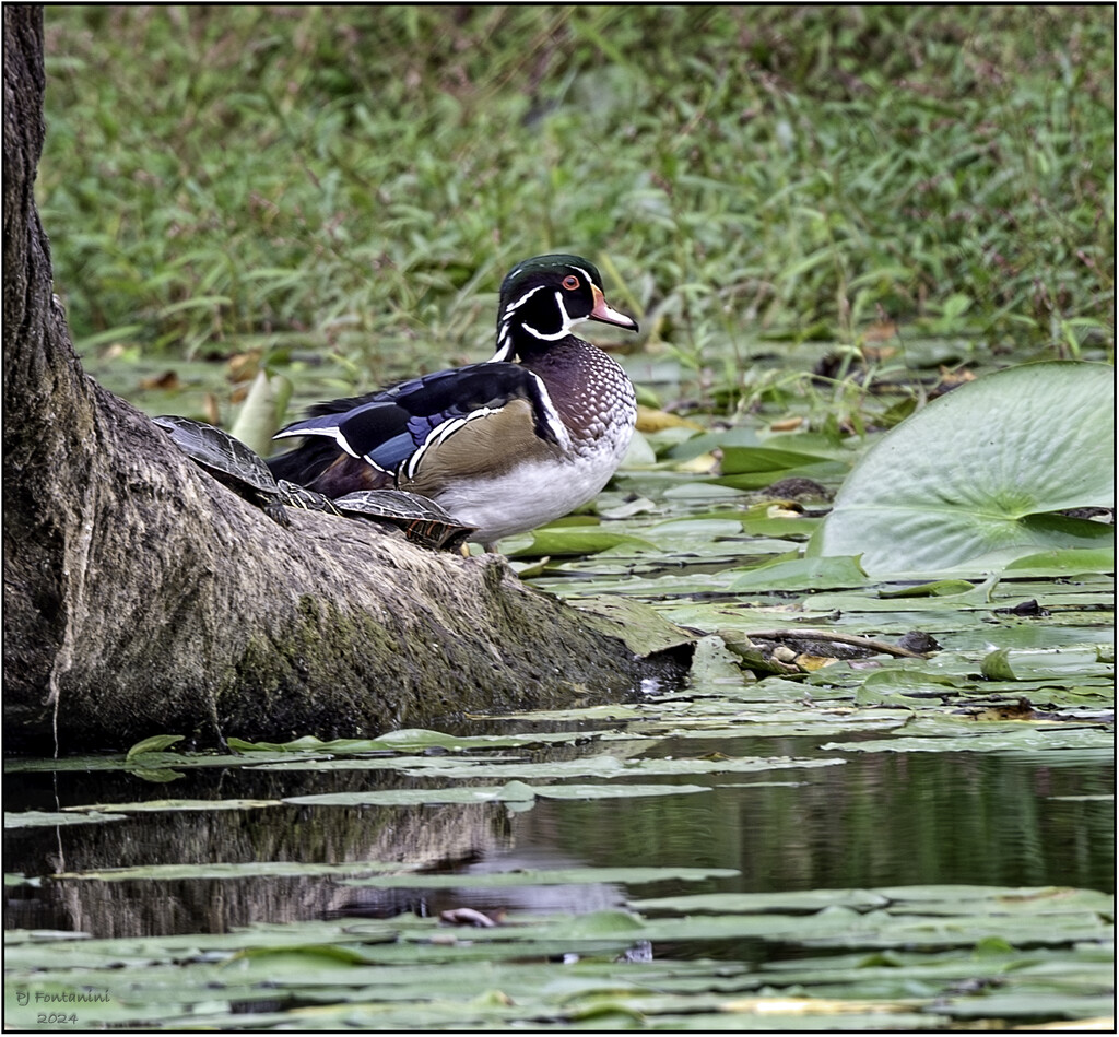 A Wood Duck and 2 Turtles by bluemoon