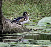 10th Sep 2024 - A Wood Duck and 2 Turtles