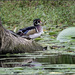 A Wood Duck and 2 Turtles