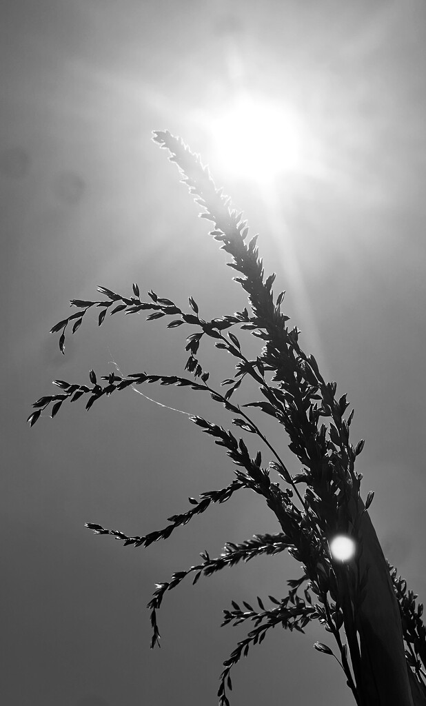 Corn stalk  by sjgiesman