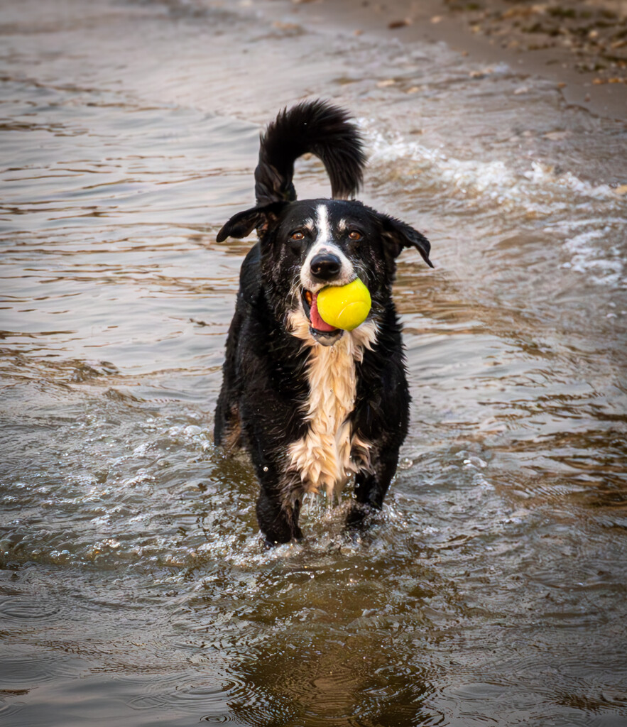 Golden Hour Fetch by veronicalevchenko