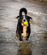 6th Sep 2024 - Golden Hour Fetch