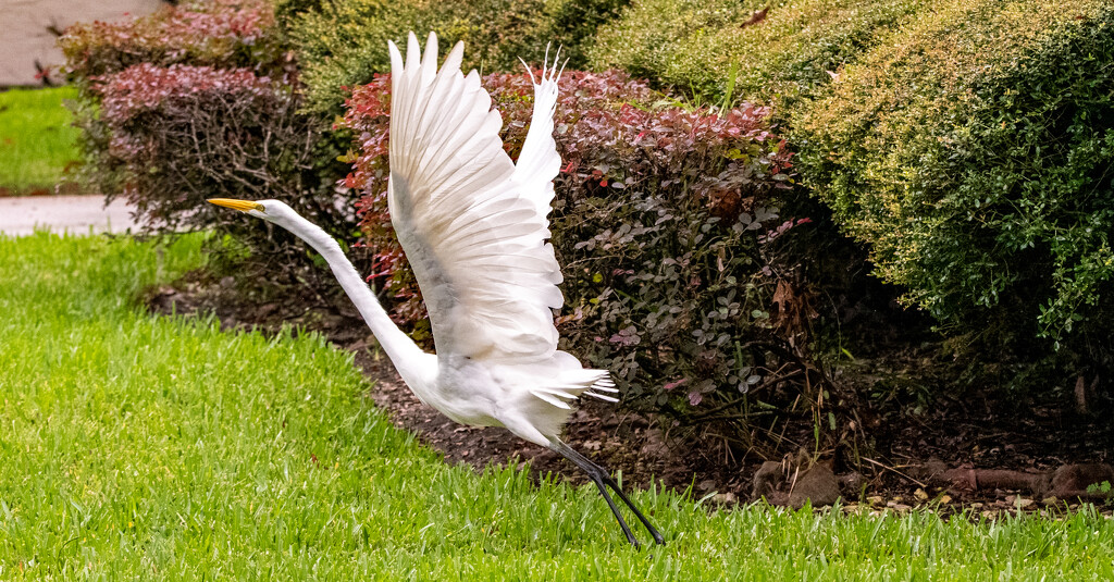 Egret Taking Off! by rickster549