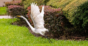 10th Sep 2024 - Egret Taking Off!