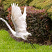 Egret Taking Off! by rickster549