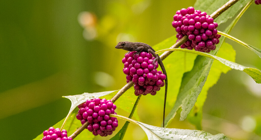 Beauty Berries With a Visitor! by rickster549