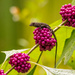 Beauty Berries With a Visitor!