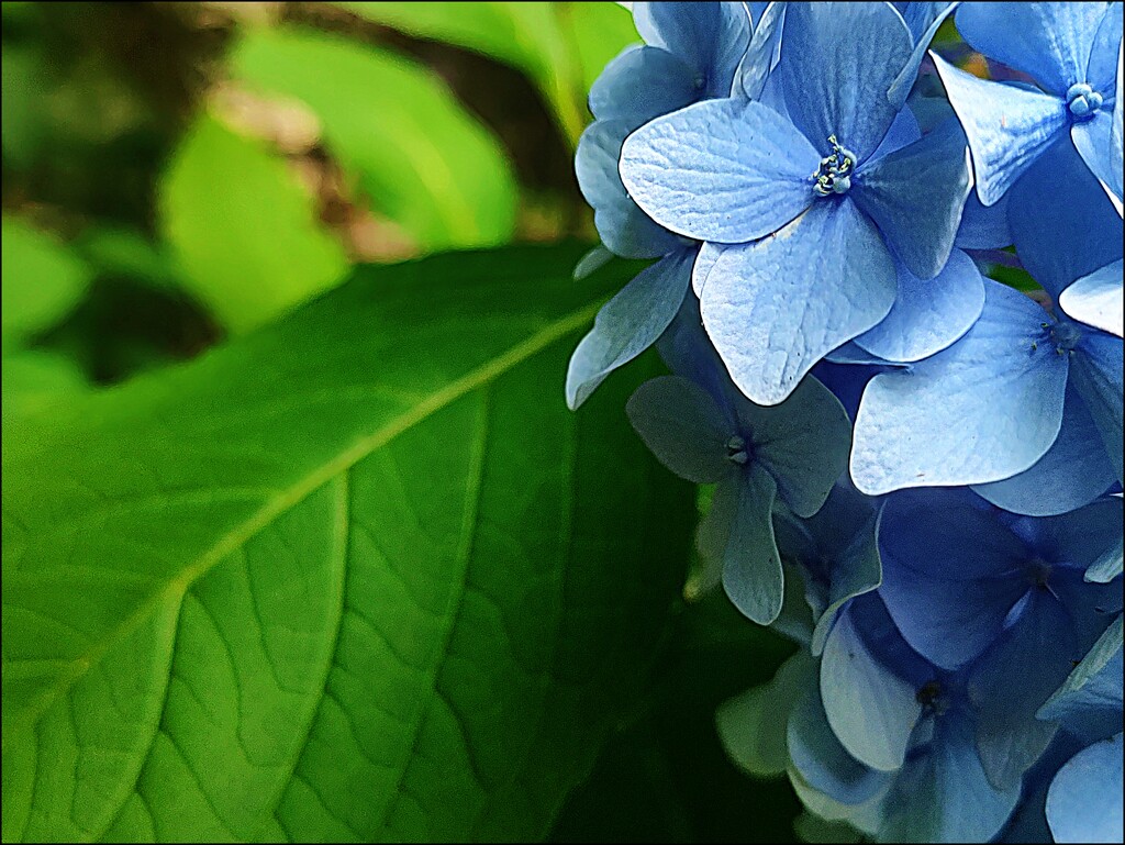 Heavenly Hydrangea by olivetreeann