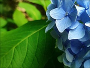 10th Sep 2024 - Heavenly Hydrangea