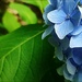 Heavenly Hydrangea