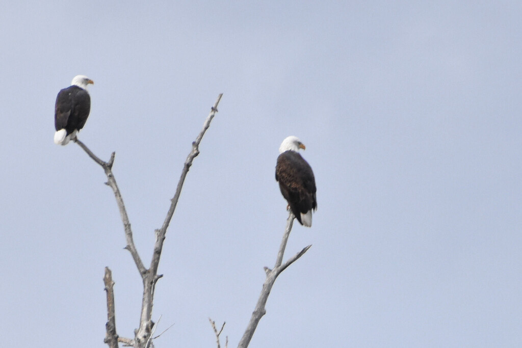 Two Bald Eagles by bjywamer