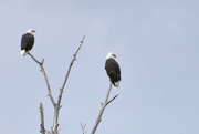 10th Sep 2024 - Two Bald Eagles