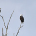 Two Bald Eagles