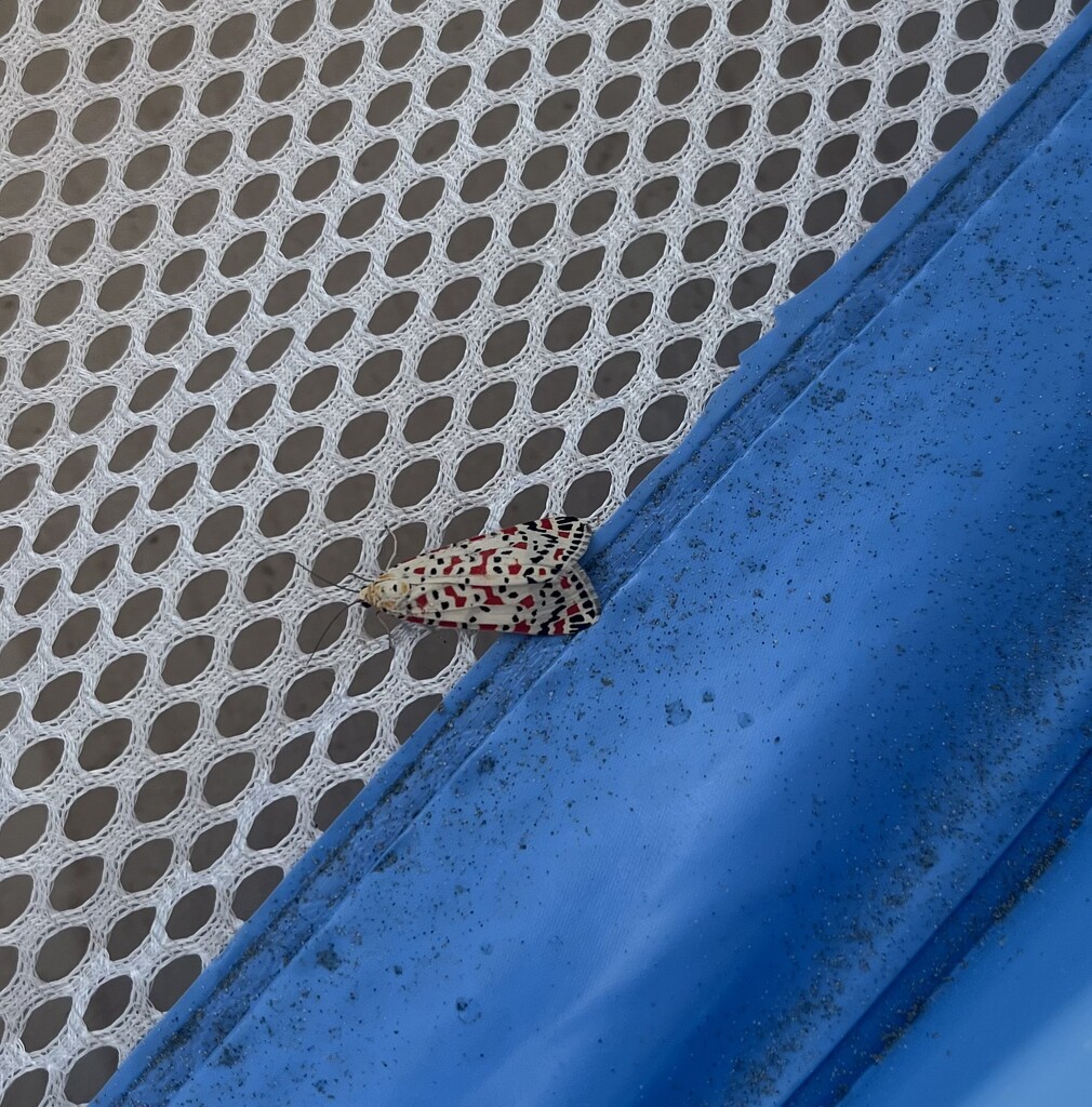 Beautiful Visitor on the Balcony 💕 by elainepenney