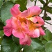 A flibbertigibbet of a flighty Rose