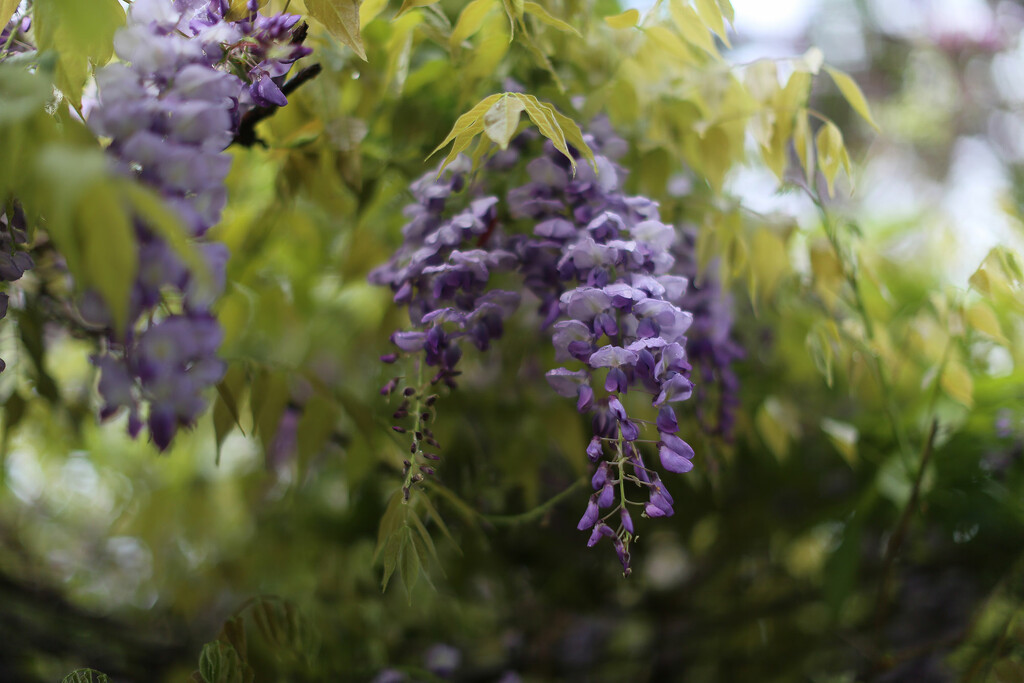 Wisteria by jeneurell