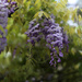 Wisteria by jeneurell