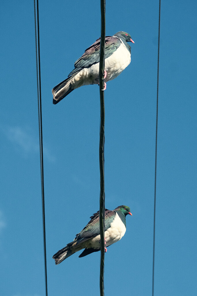 Synchronised Sitting by helenw2