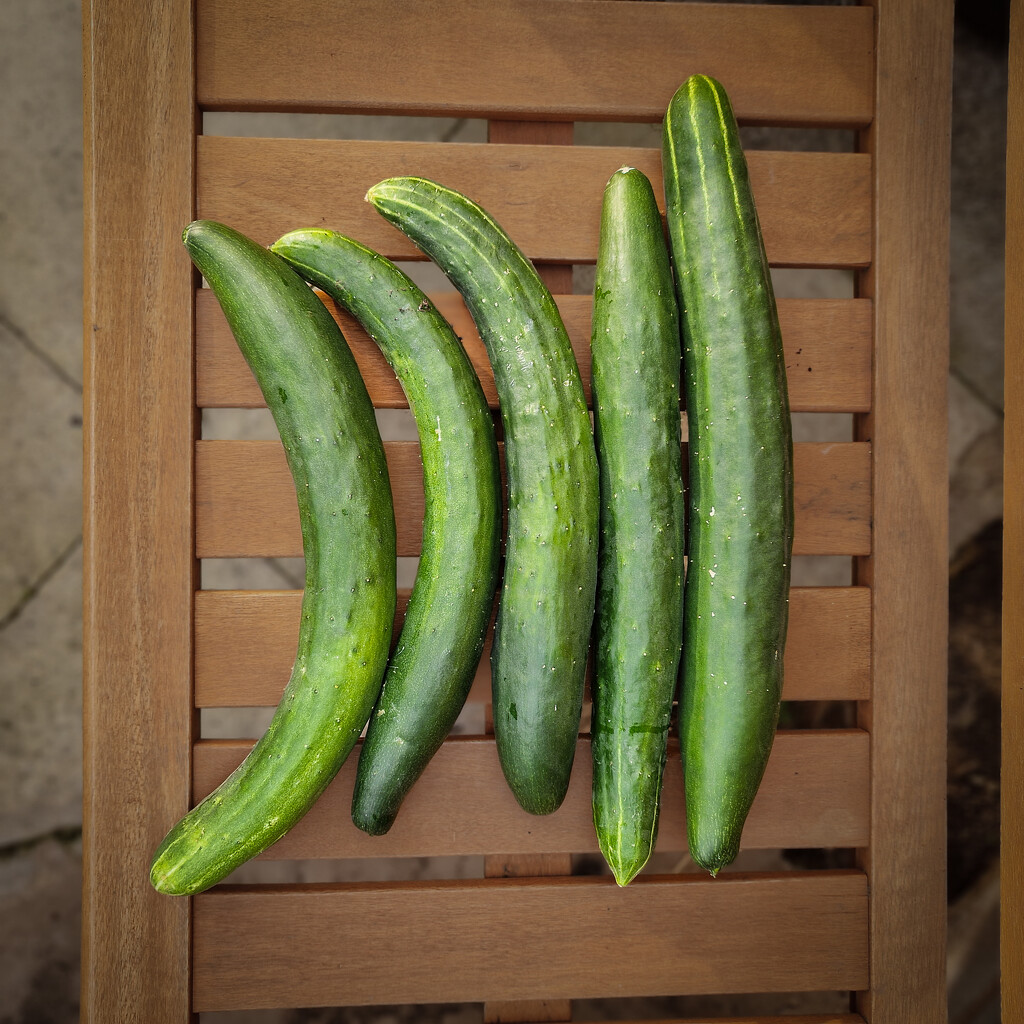 Today's harvest by andyharrisonphotos