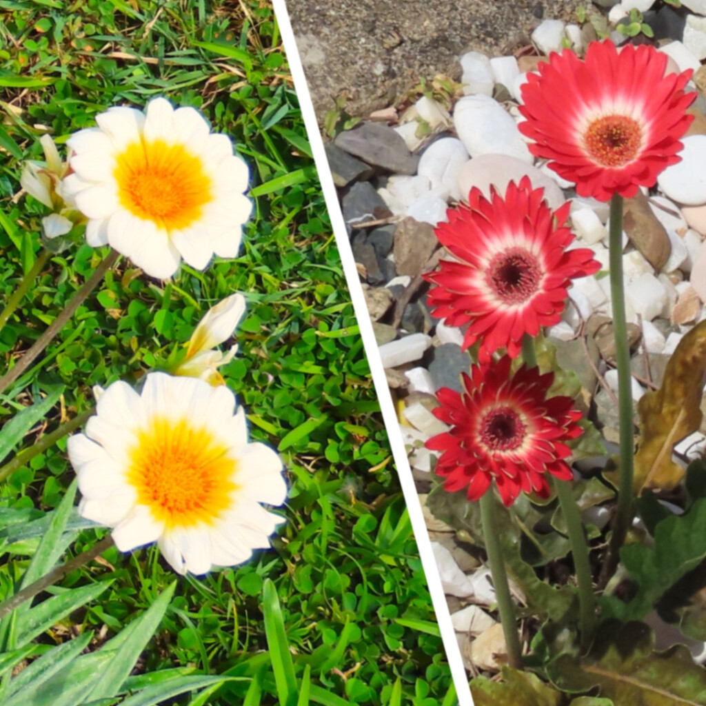 More Lovely Flowers From My Sister's Garden ~ by happysnaps