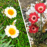 11th Sep 2024 - More Lovely Flowers From My Sister's Garden ~