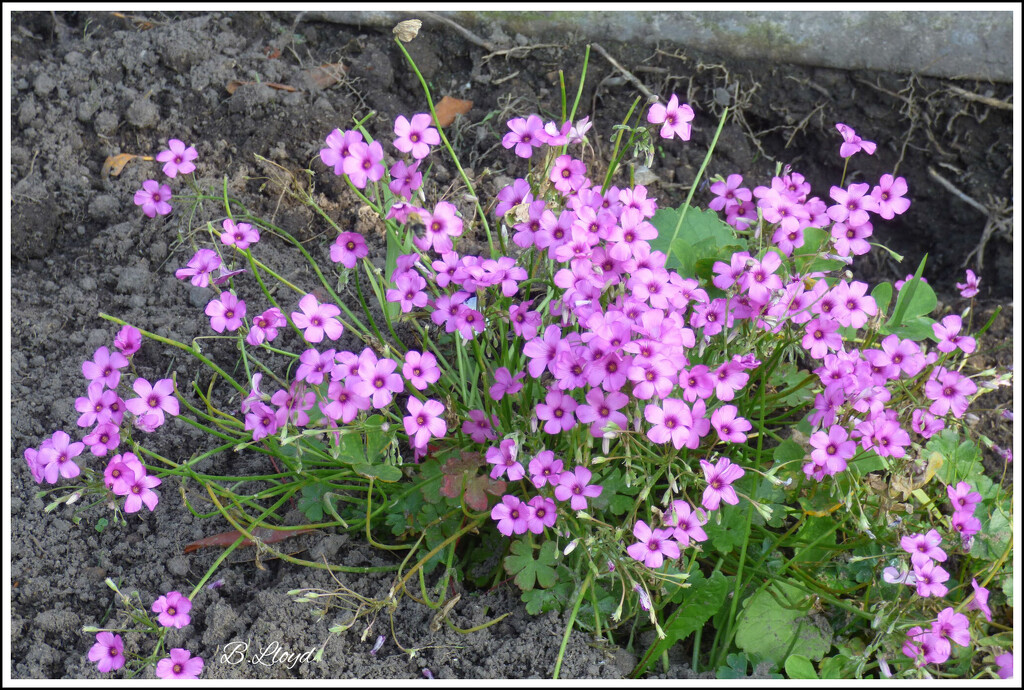 Oxalis Shamrock - Pink Pillow Sorrel  by beryl