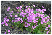 11th Sep 2024 - Oxalis Shamrock - Pink Pillow Sorrel 