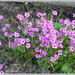 Oxalis Shamrock - Pink Pillow Sorrel  by beryl