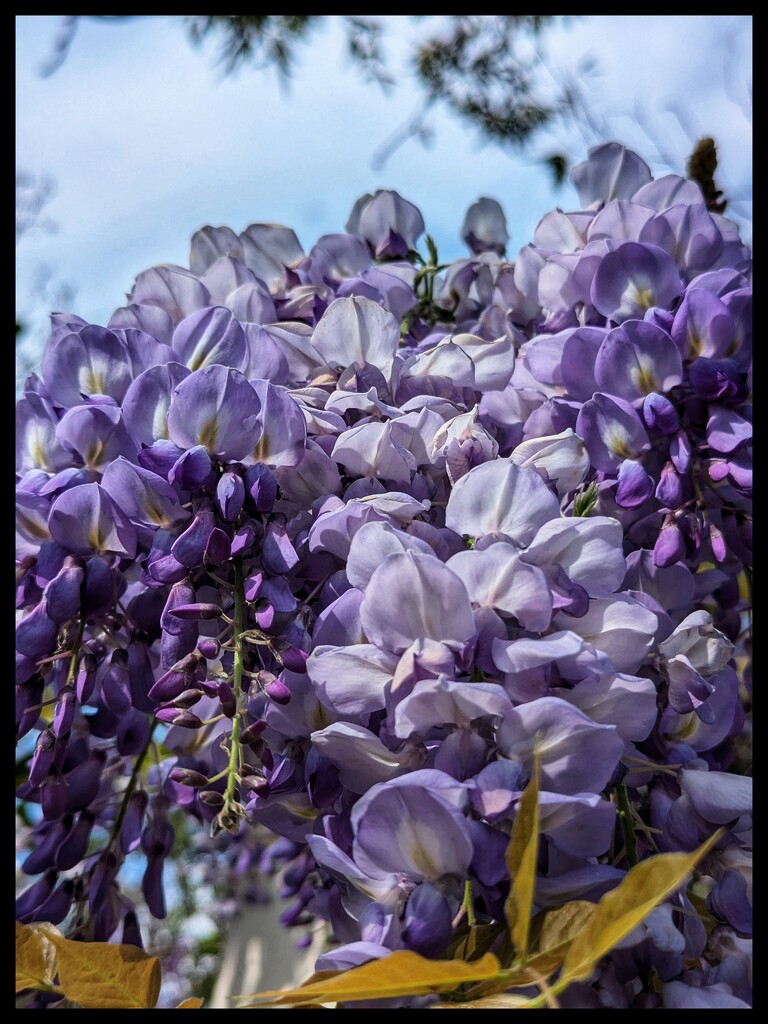 Wonderful Wisteria by elf