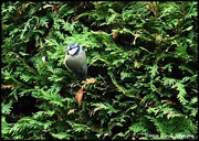 11th Sep 2024 - Blue tit in the garden