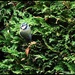 Blue tit in the garden