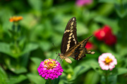 11th Sep 2024 - Giant Swallowtail