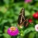 Giant Swallowtail