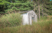 11th Sep 2024 - Shed