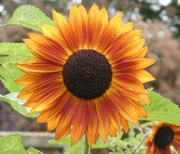 11th Sep 2024 - Sunflower