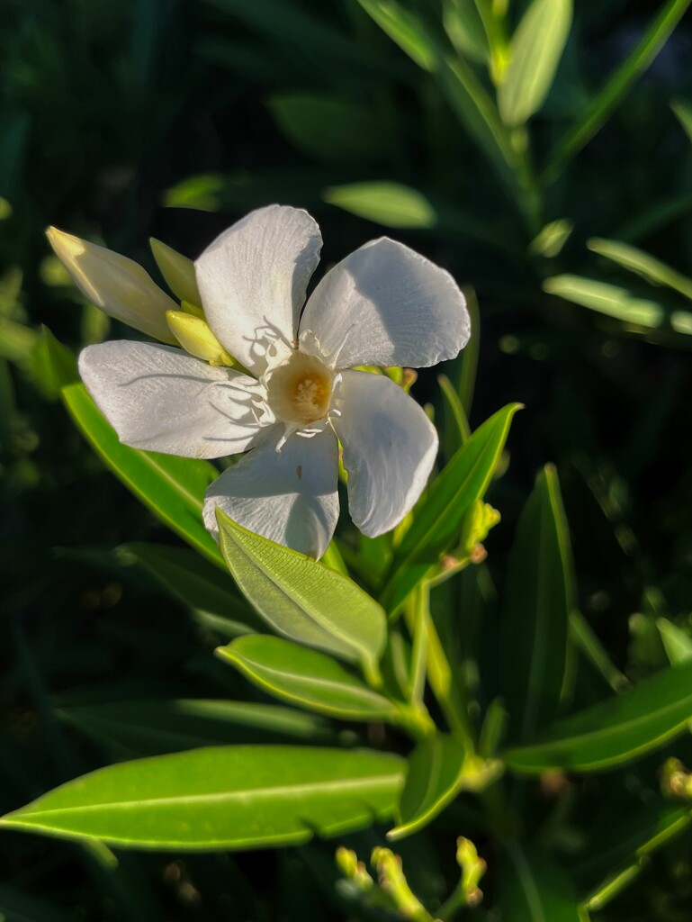 8 26 White Oleander by sandlily