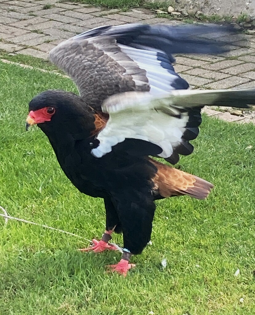 Bateleur Eagle by 365anne