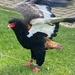 Bateleur Eagle