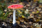 11th Sep 2024 - Toadstool